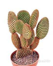 Piante di Opuntia microdasys cactus grasse 