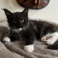 Cucciolo di Maine Coon