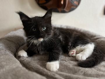 Cucciolo di Maine Coon