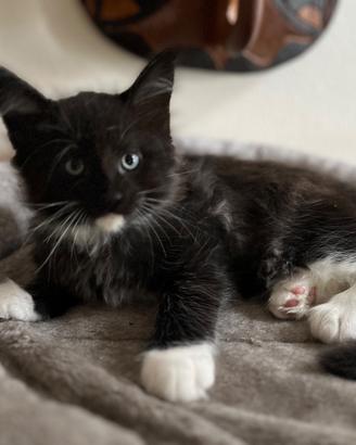Cucciolo di Maine Coon