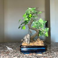 Decorazioni acquario set rocce bonsai delfini