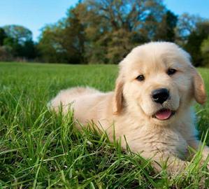 Golden retriever