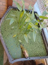 Azolla caroliniana 