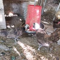 Galline olandesibe