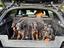 Immagine 4