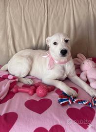 Cucciolo e cucciola taglia media