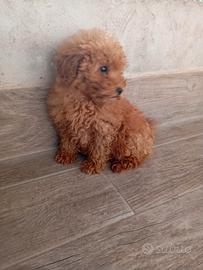 BARBoNCINo ToY