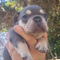 Cuccioli di bulldog