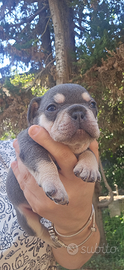 Cuccioli di bulldog