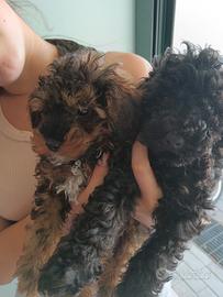 Barboncini Toy