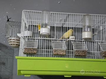 Canarini, pappagalli calopsite e inseparabili ecc