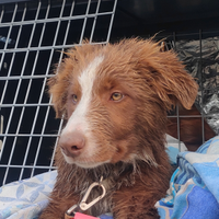 Border collie Red Mottled