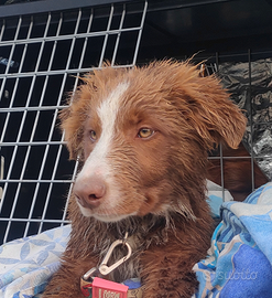 Border collie Red Mottled