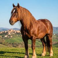 Splendido Stallone TPR Originale