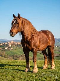 Splendido Stallone TPR Originale