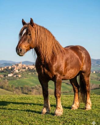 Splendido Stallone TPR Originale