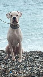 Dogo argentino pedigree per monta