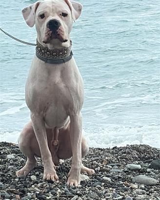 Dogo argentino pedigree per monta