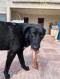 Mix flat coated retriever nero giovane