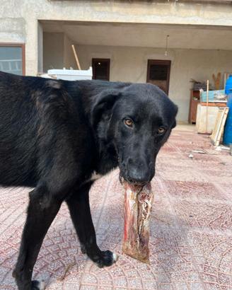 Mix flat coated retriever nero giovane
