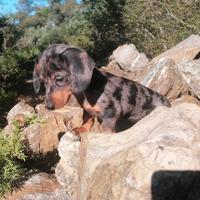 Bassotto tedesco kaninchen e nano