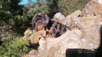 Bassotto tedesco kaninchen e nano