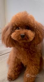 Barboncino toy pedigree enci