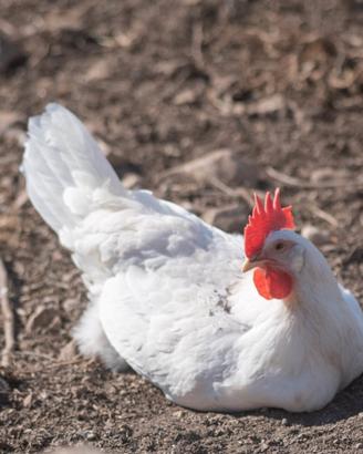 Gallina ovaiola