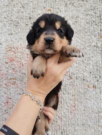 Cucciola meticcia