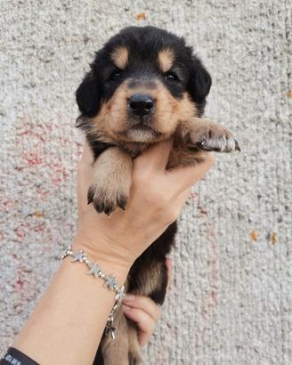 Cucciola meticcia