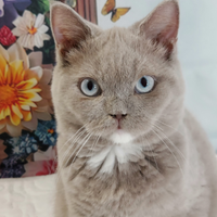 Scottish Straight lilac