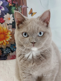 Scottish Straight lilac