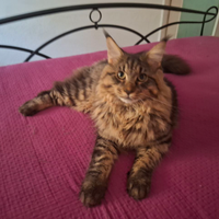 Disponibile 2 splendide cucciole di Maine Coon