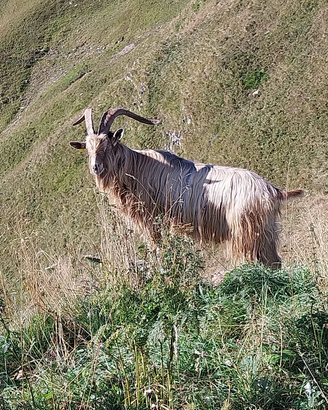 Becco