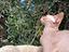 Immagine 3