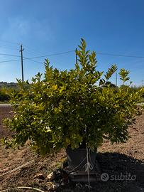 Limone