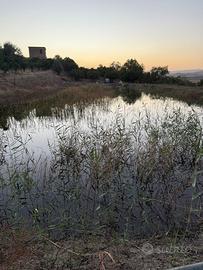 terreno con 500 piante di tarocco e casetta