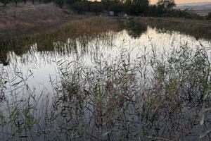 terreno con 500 piante di tarocco e casetta