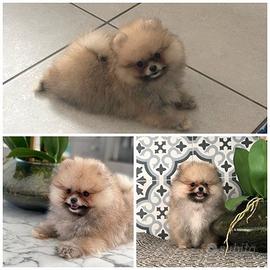 Cuccioli di spitz pomerania maschi femmine