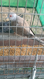 Tortore e colombi viaggiatori