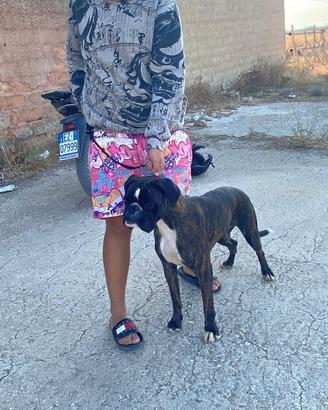Boxer