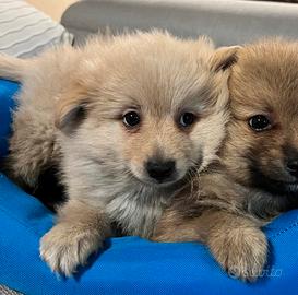 Cuccioli di 2 mesi- ( spitz spitz spitz)