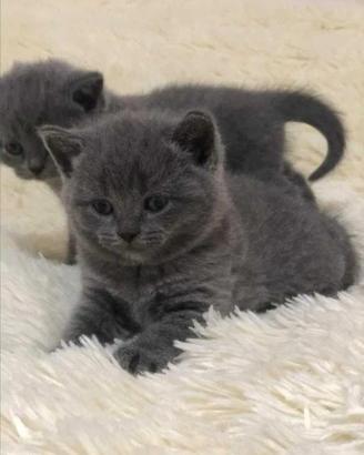 Gattini British shorthair