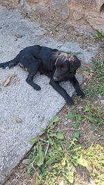 Cane da lavoro meticcio