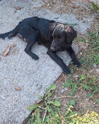 Cane da lavoro meticcio