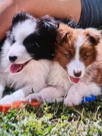 Cuccioli border collie per tutti