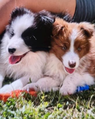 Cuccioli border collie per tutti