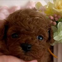 Barboncini red intenso asiatici mini toy