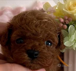 Barboncini red intenso asiatici mini toy