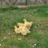 Pulcini di oca romagnola